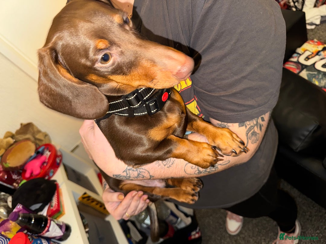 Miniature Dachshund dogs for sale: Dachshund brown male 6 months - Advert 2
