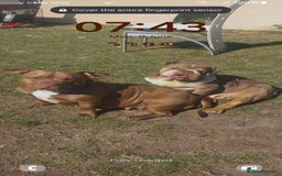 American Bully dogs for sale: princess for rehoming - Image 1