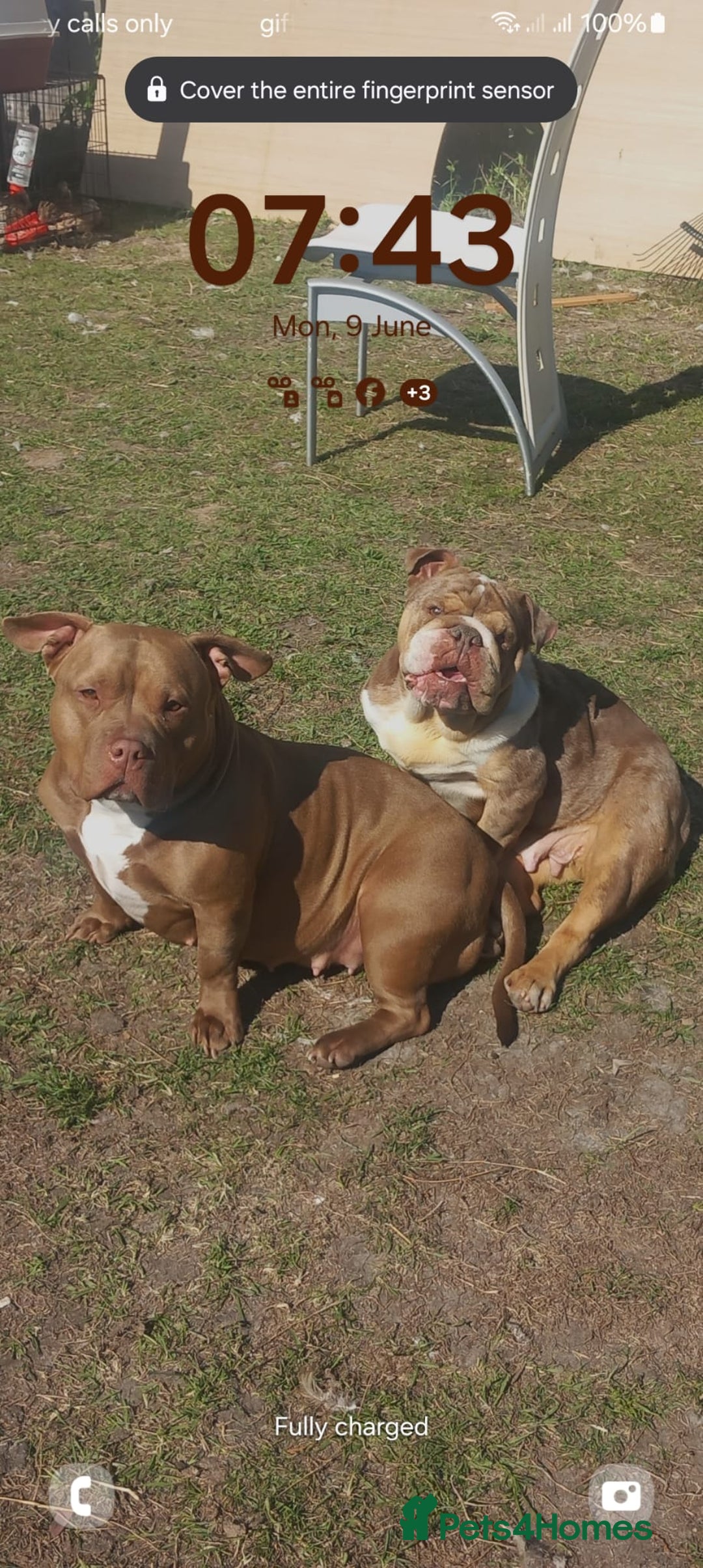 American Bully dogs for sale: princess for rehoming - Image 1