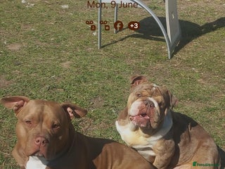 American Bully dogs - Advert 29