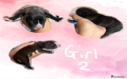 Staffordshire Bull Terrier dogs for sale: Staffie Pups - Image 7