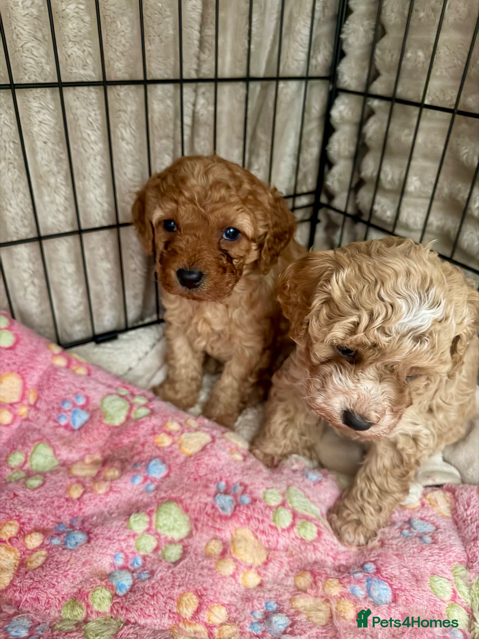 Cavapoo dogs  EXTRA TINY & CURLY female F2 toy cavapoo puppies - Advert 3