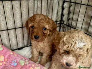 Cavapoo dogs EXTRA TINY & CURLY female F2 toy cavapoo puppies - Advert 3