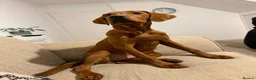 Labrador Retriever dogs for sale: Labrador - Advert 3