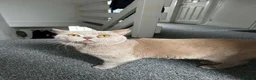 British Shorthair cats for sale: Gccf active lilac male needs a home - Advert 2