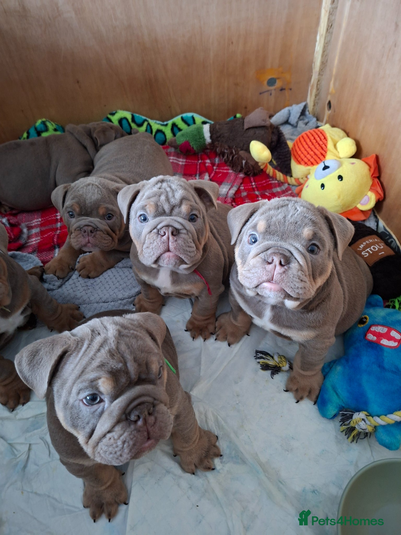 English Bulldog dogs Merle, tan, blue ready to go now - Advert 18