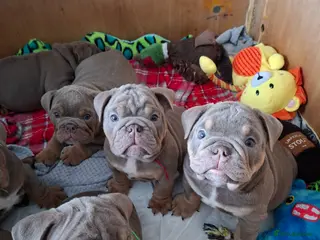 English Bulldog dogs Merle, tan, blue ready to go now - Advert 18