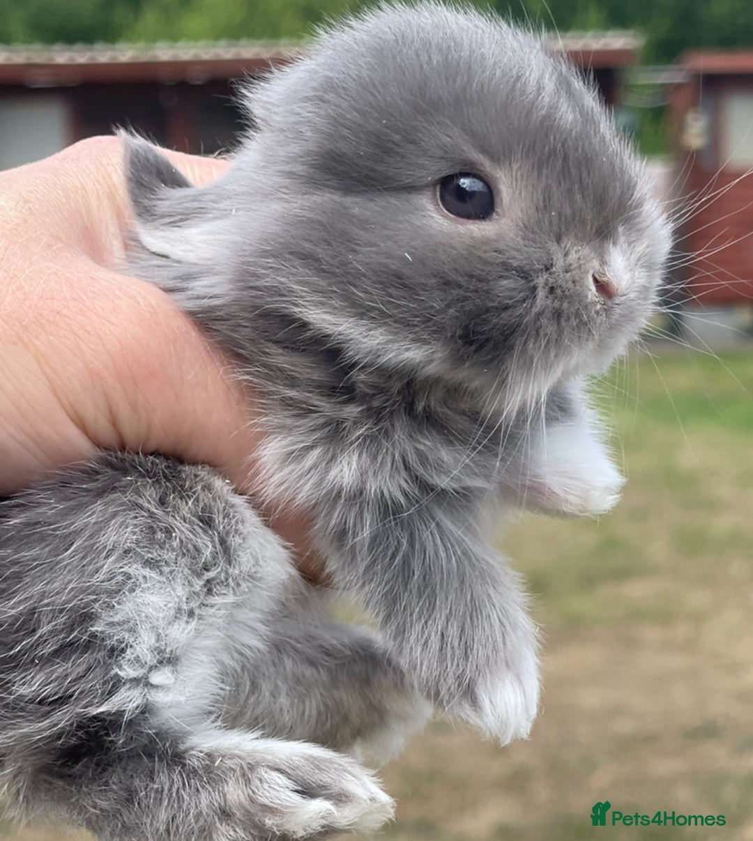Mini Lop rabbits for sale: Baby mini lops ready to reserve !! - Image 19