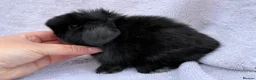 Mini Lop rabbits for sale: mini lops for reserve  - Advert 2