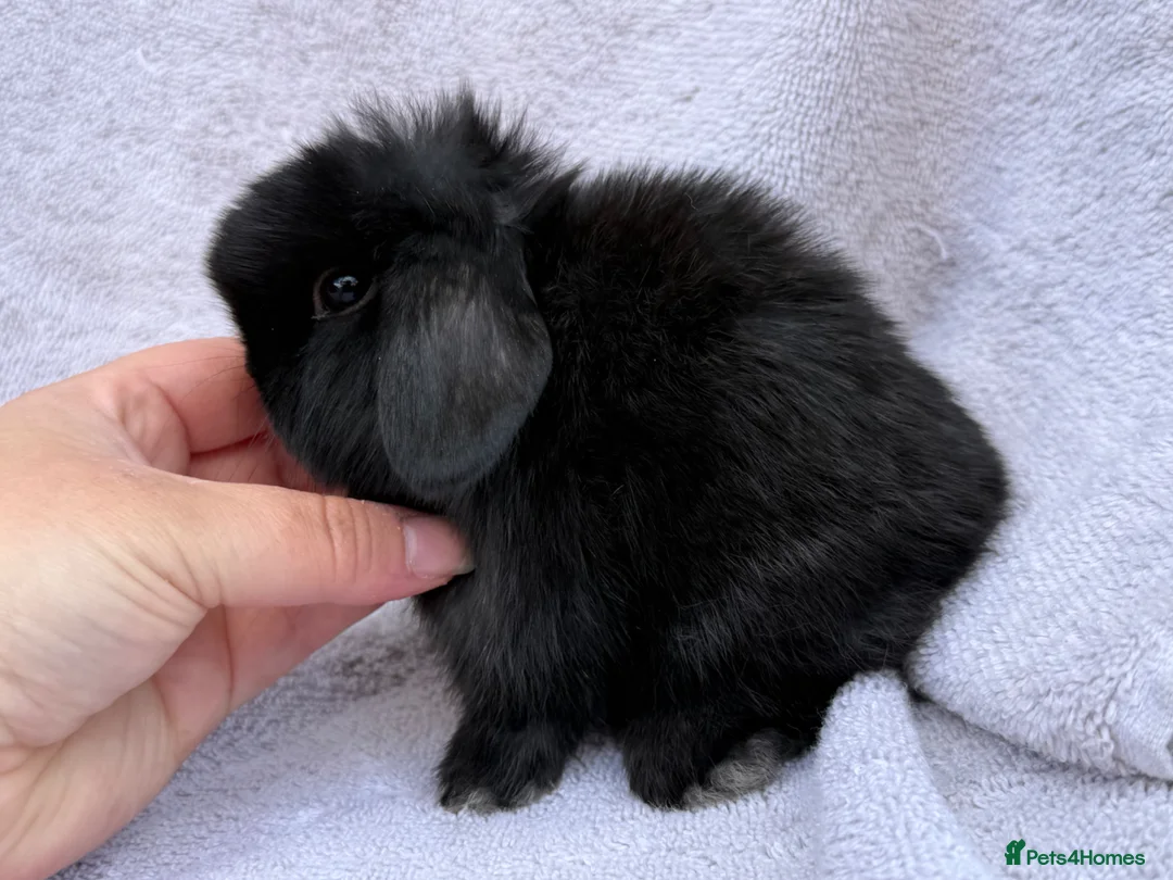 Mini Lop rabbits for sale: mini lops for reserve  - Advert 2