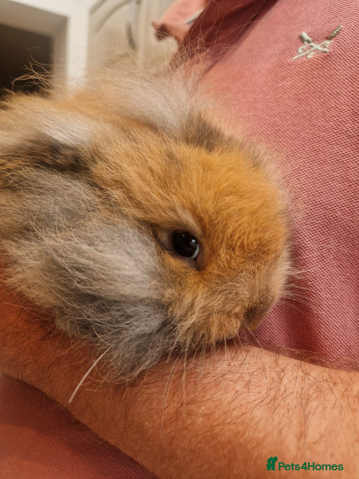 Mini Lop rabbits 2 x Mini Lion Lop ready to collect  - Advert 19