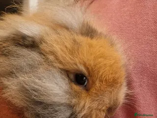 Mini Lop rabbits 2 x Mini Lion Lop ready to collect - Advert 1