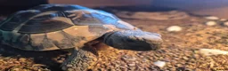 Mixed Breed reptiles for sale: Hermann tortoise and royal pythons - Advert 2