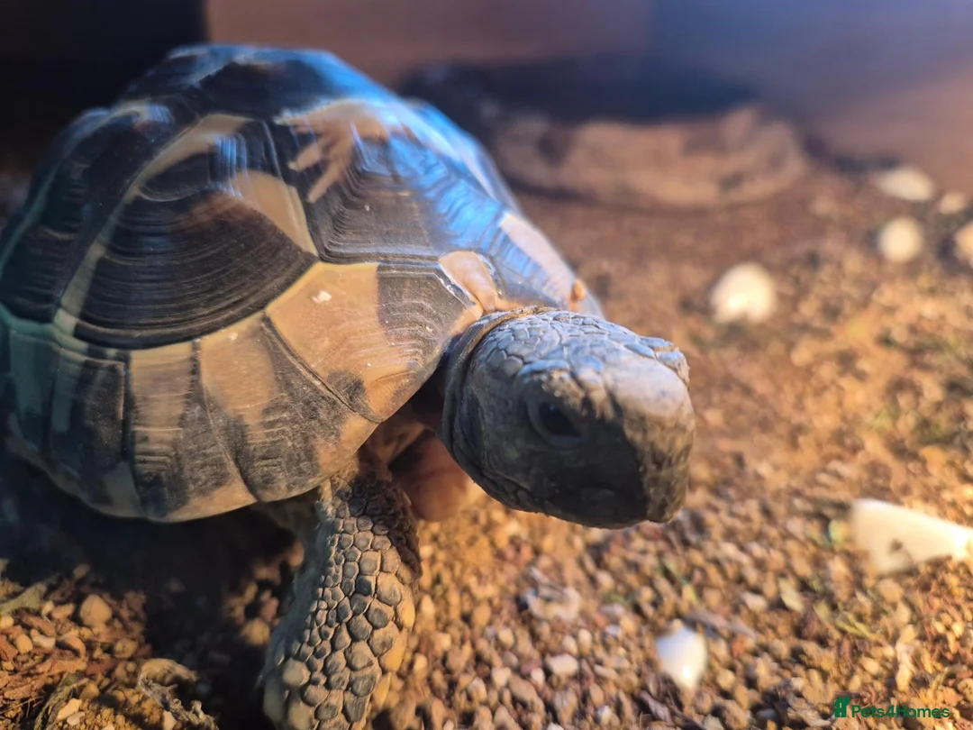 Mixed Breed reptiles for sale: Hermann tortoise and royal pythons - Advert 2