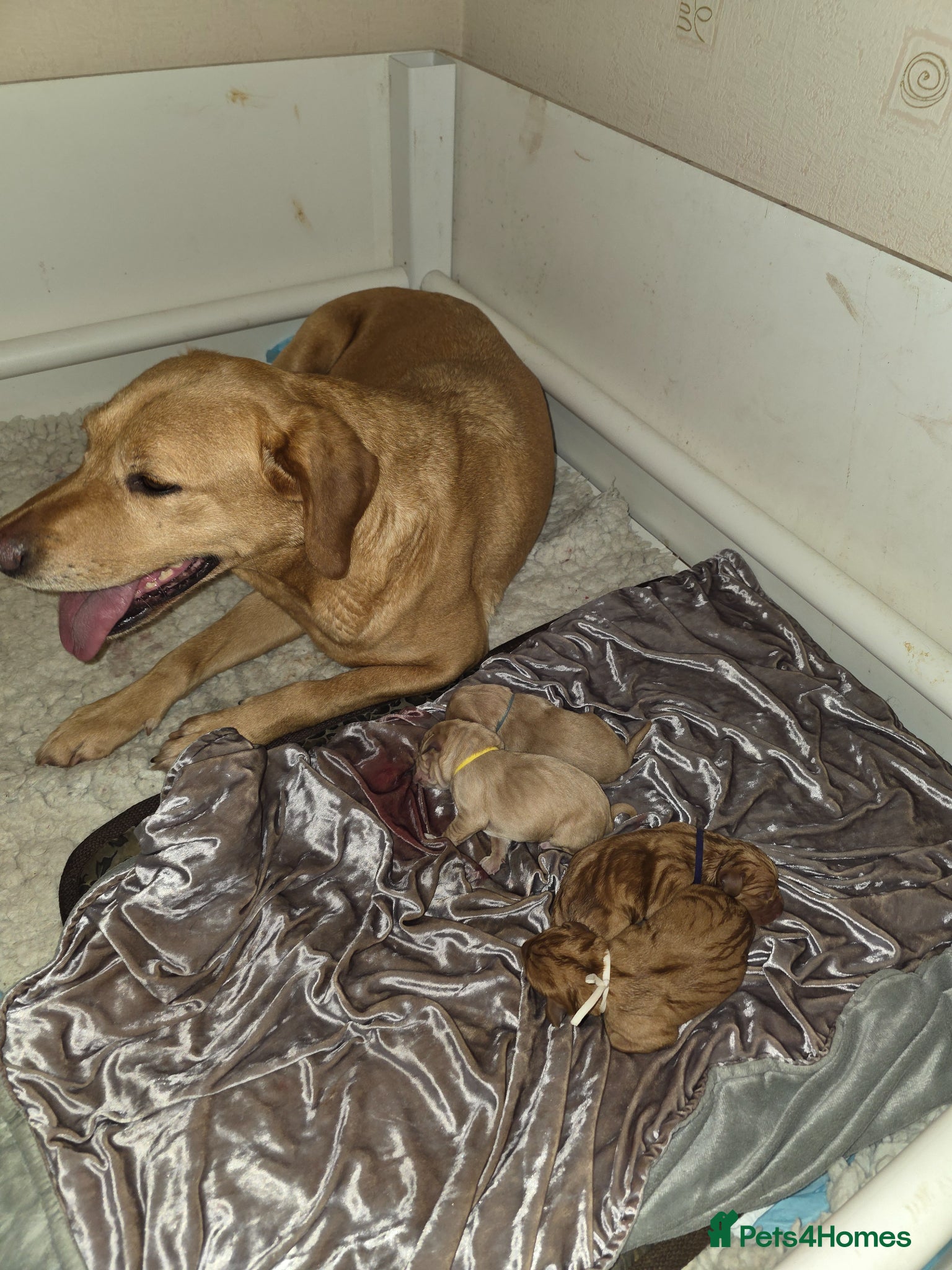 Mixed Breed dogs Vizslador Puppies  - Advert 1