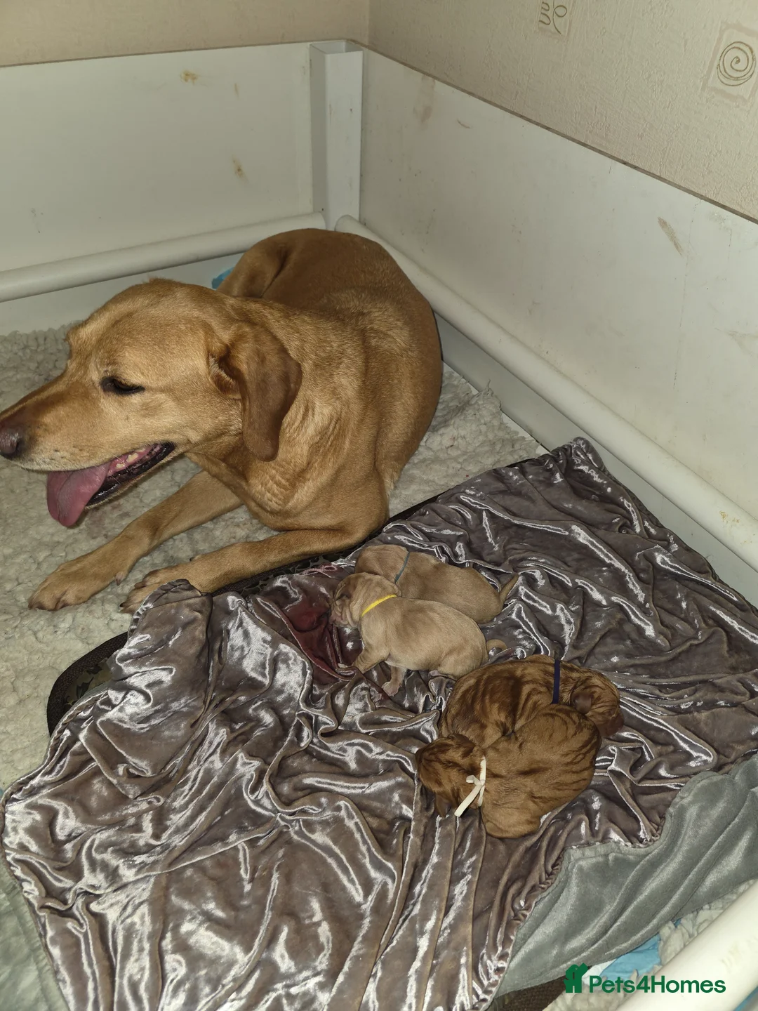 Mixed Breed dogs for sale: Vizslador Puppies  in Fraserburgh - Advert 1