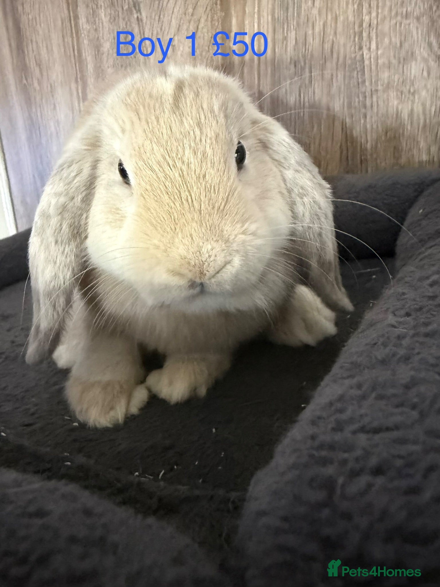 Mini Lop rabbits Pure Mini lop babies 15 weeks old  - Advert 20