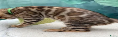 Bengal 1