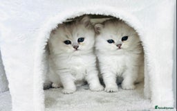 Persian cats for stud: Chinchilla Persian Silver Tip Stud - Image 5
