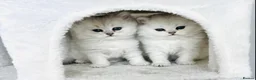 Persian cats for stud: Chinchilla Persian Silver Tip Stud - Advert 11