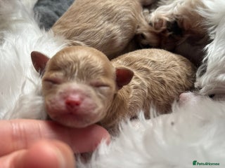 Maltipoo dogs - Advert 3