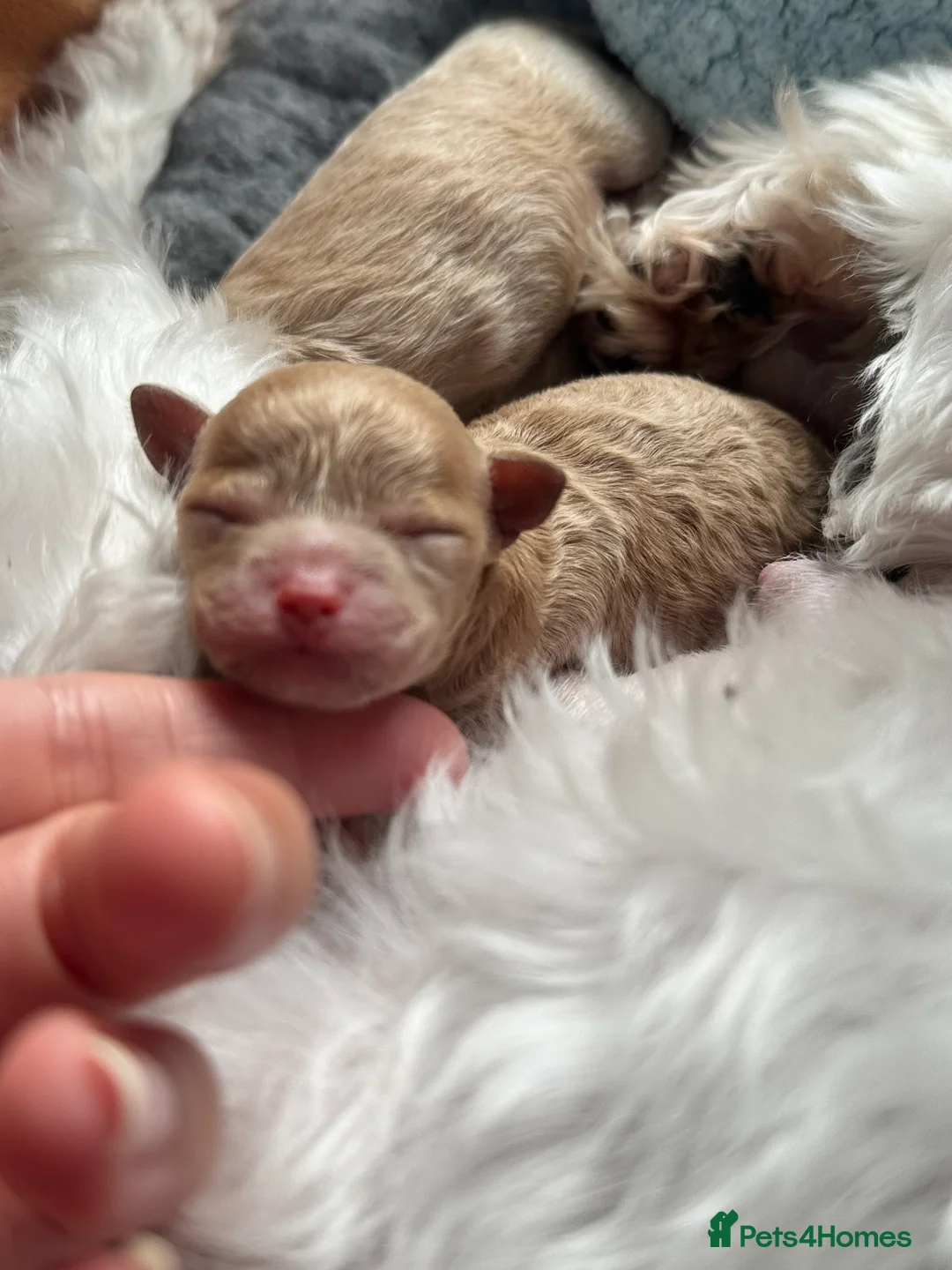 Maltipoo dogs for sale: ✨Rare Top Quality Tiny Asian F1 Maltipoo✨ - Advert 15