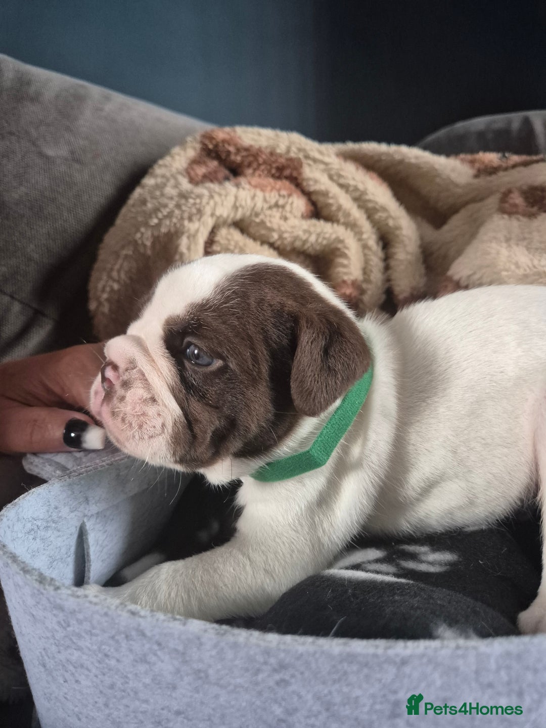 English Bulldog dogs for sale: Bulldog puppies - Image 17