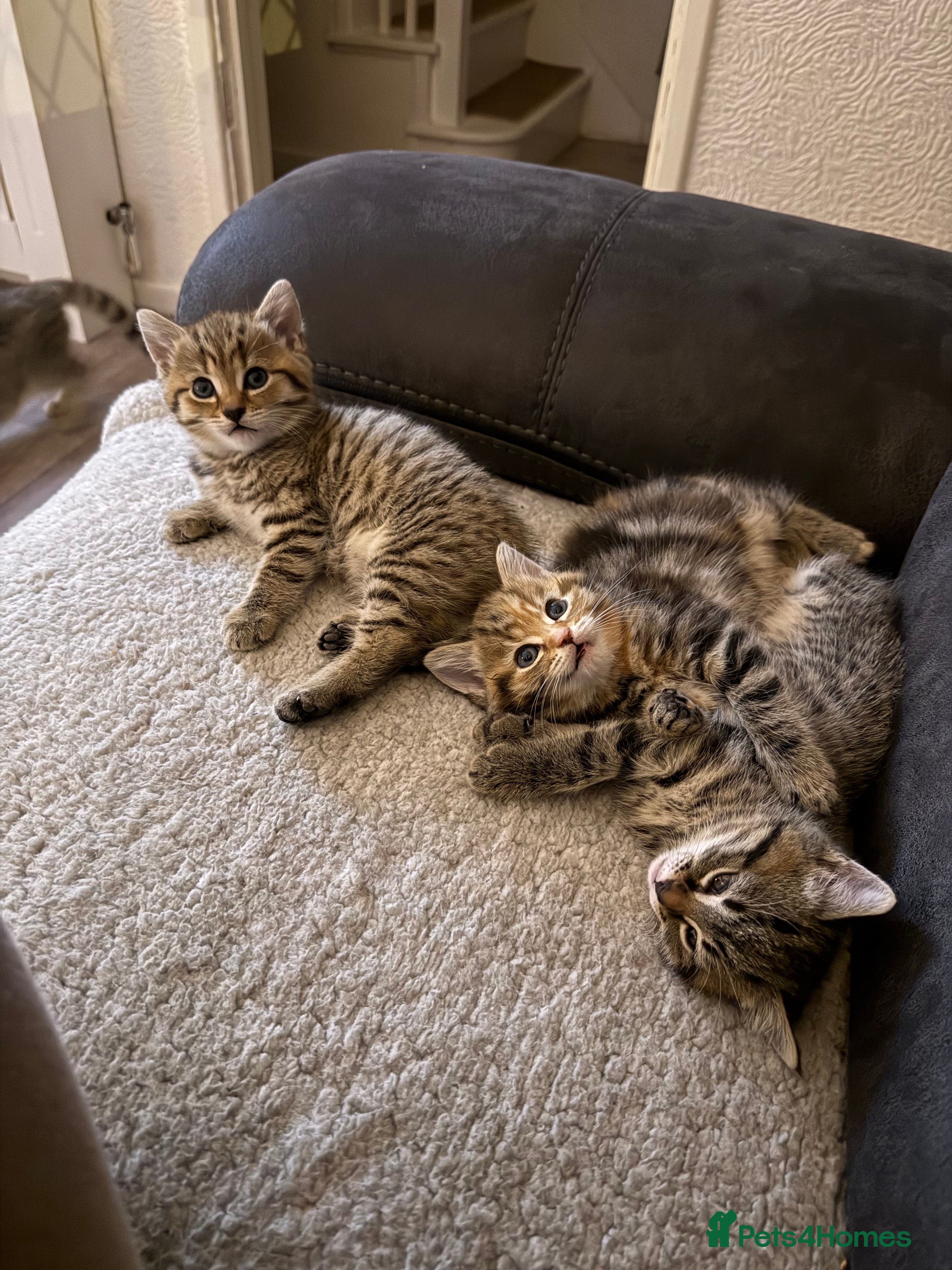 Mixed Breed cats 4 beautiful kittens for sale 🐱 - Advert 1