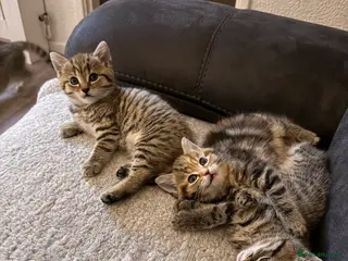 Mixed Breed cats 4 beautiful kittens for sale 🐱 - Advert 1