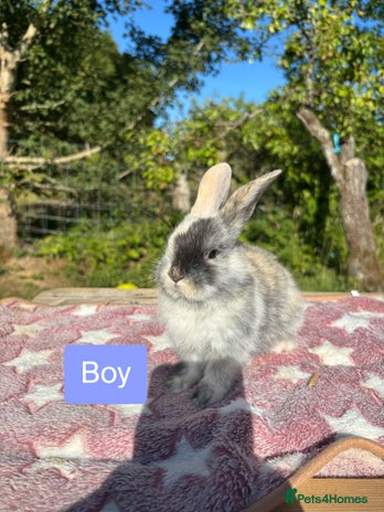 Mini Lop rabbits - Advert 18