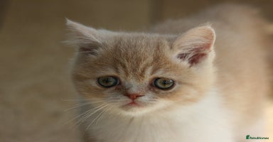 Exotic cats - Advert 3