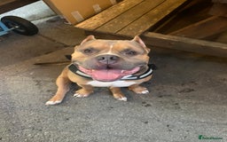 American Bully dogs for sale: Jagger  - Image 6