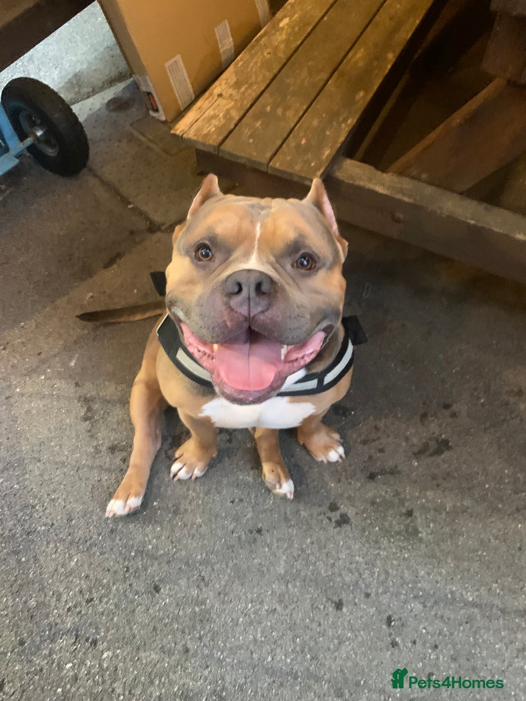 American Bully dogs for sale: Jagger  - Image 6