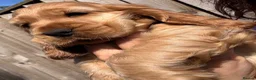 Cocker Spaniel dogs for sale: Gorgeous KC Show Cocker Babies  - Advert 21