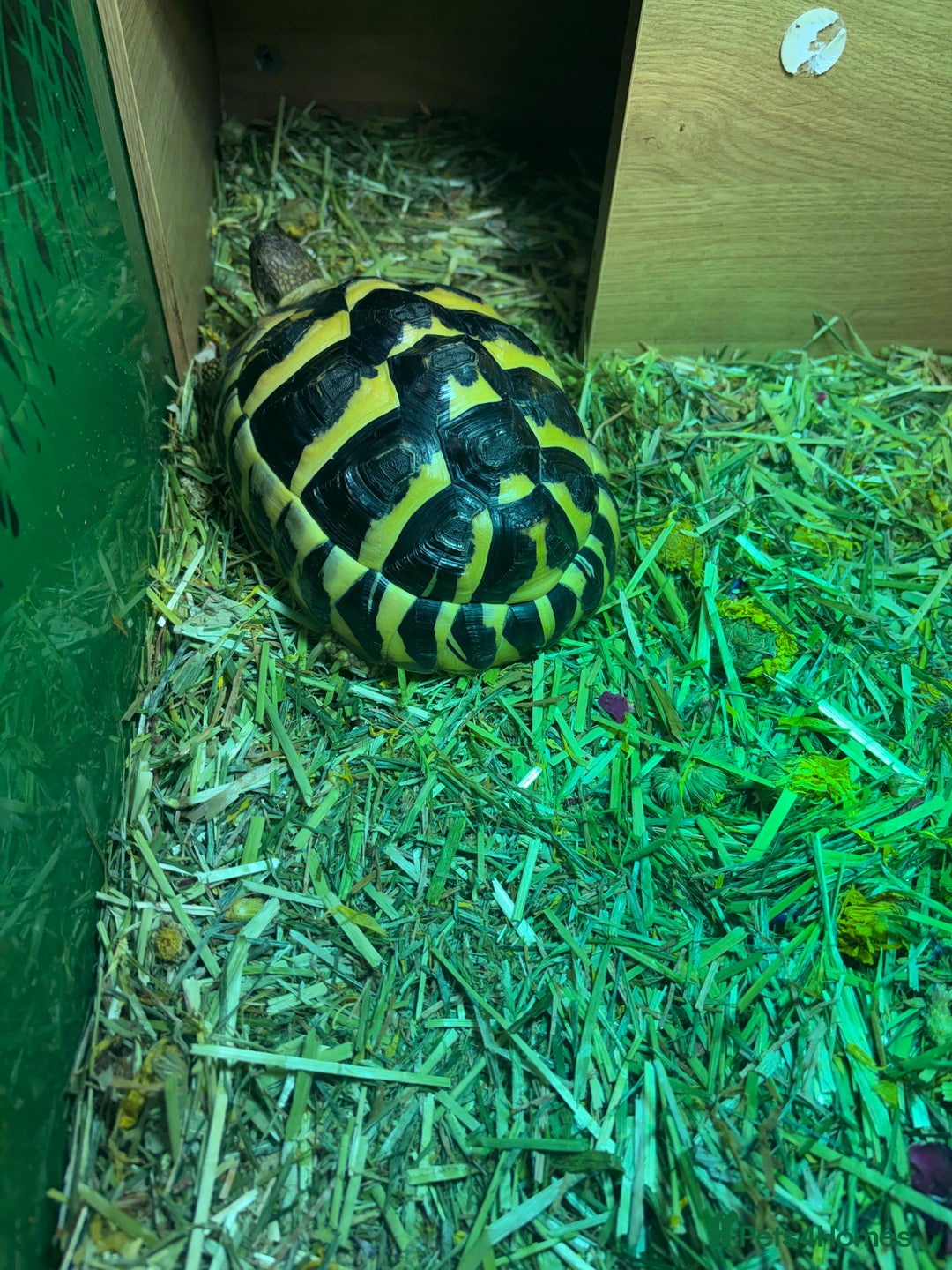 Hermann Tortoise reptiles for sale: Dwarf Herman tortoise - Advert 4