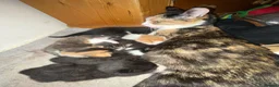 Mixed Breed cats for sale: Beautiful Kittens for Sale - Advert 3
