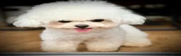 Bichon Frise dogs for stud: 🍒UK’s only Asian Mini Bichon for stud!!  - Advert 2