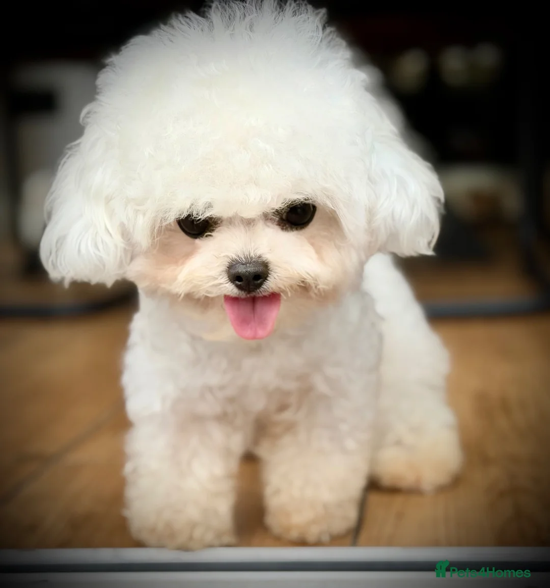 Bichon Frise dogs for stud: 🍒UK’s only Asian Mini Bichon for stud!!  - Advert 2