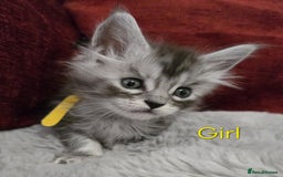 Maine Coon cats for sale: 1 Maine Coon kitten boy. - Image 15