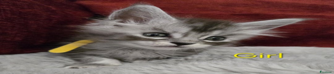 Maine Coon Kitten 6