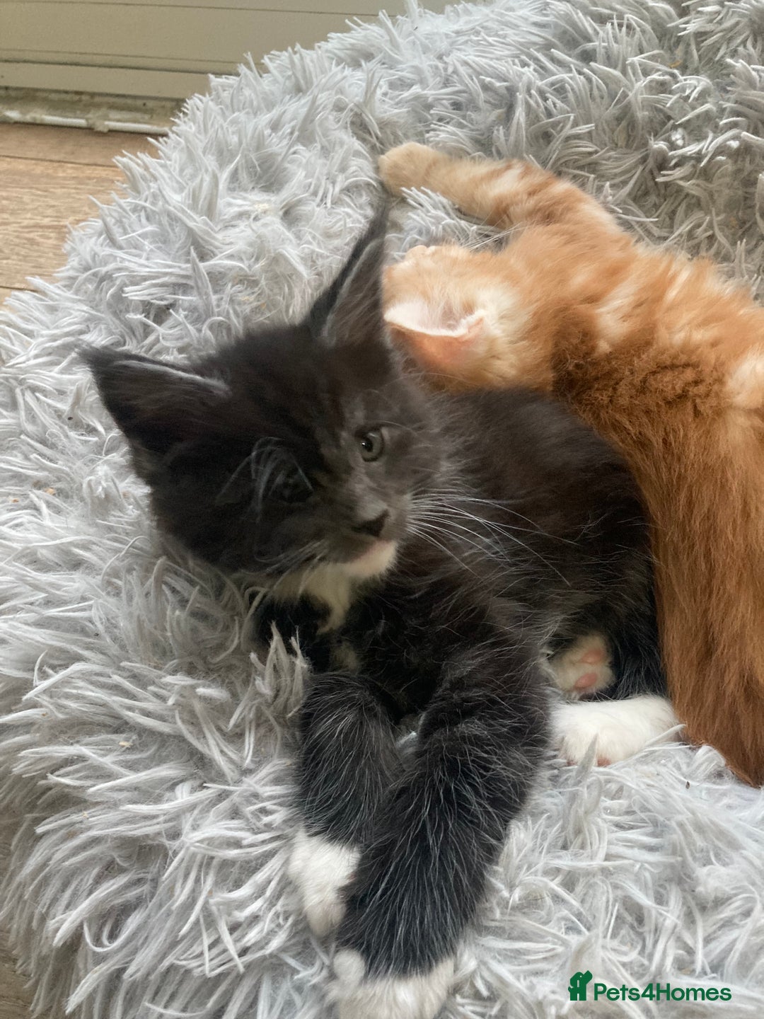 Maine Coon cats for sale: Ready now Beautiful chunky Maine coon kittens - Advert 15