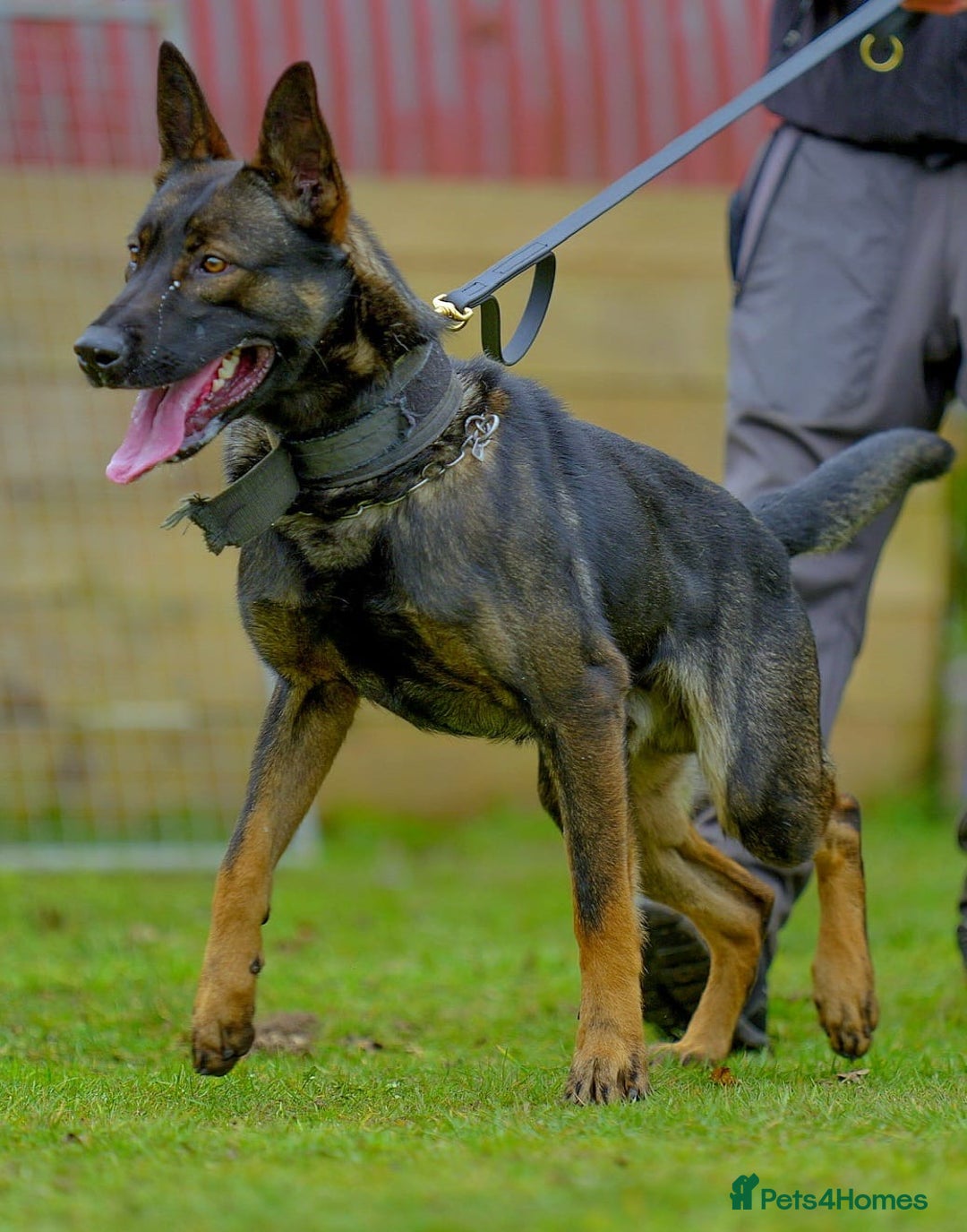 Belgian Shepherd Dog dogs for sale: Exceptional Herders from World-Class Lines - Image 6