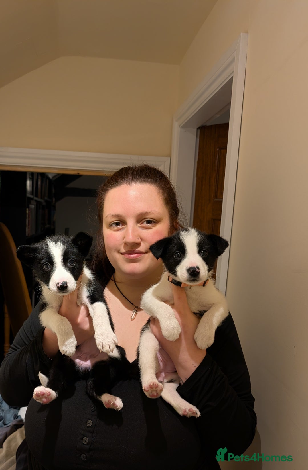 Border Collie dogs for sale: 2 border collie bitches (working dogs).  - Advert 11