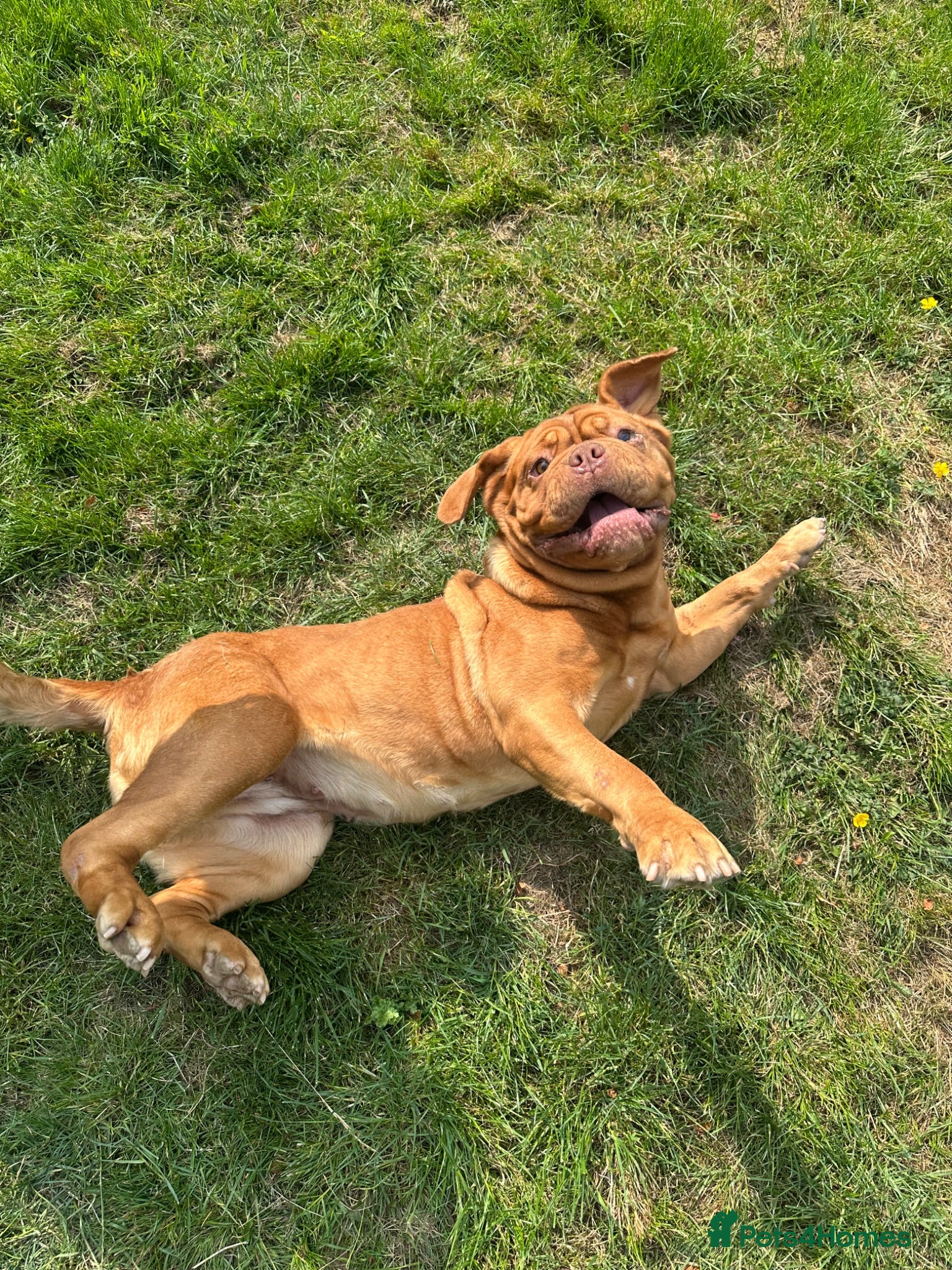 Dogue De Bordeaux dogs Dogue De Bordeaux Girl - Advert 5