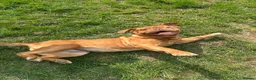 Dogue De Bordeaux dogs for sale: Dogue De Bordeaux Girl - Advert 1