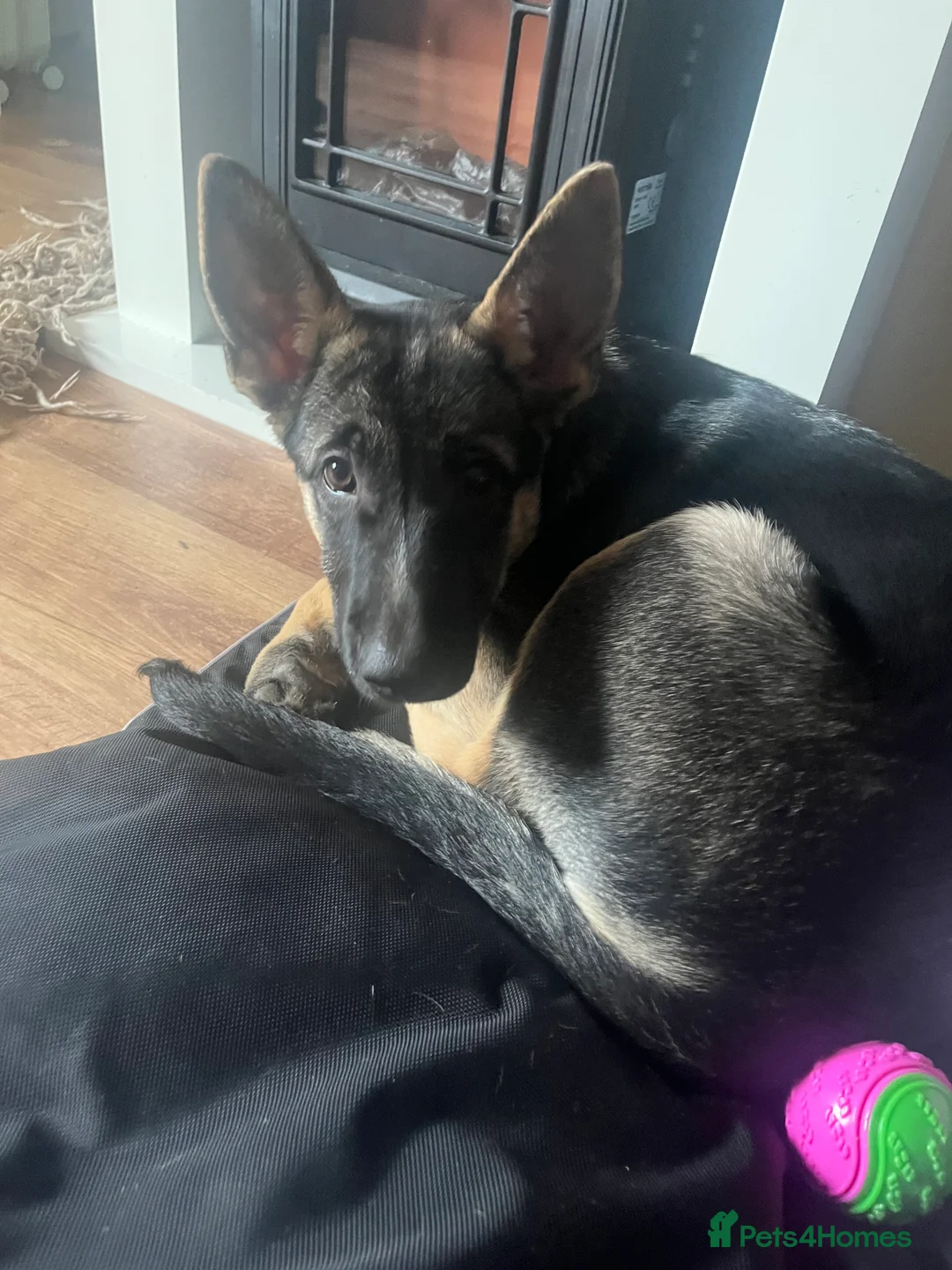 Shepsky dogs for sale: Shepsky puppy - Advert 4