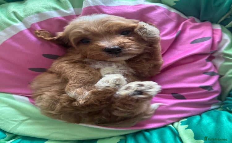 Cavapoo dogs - Advert 2