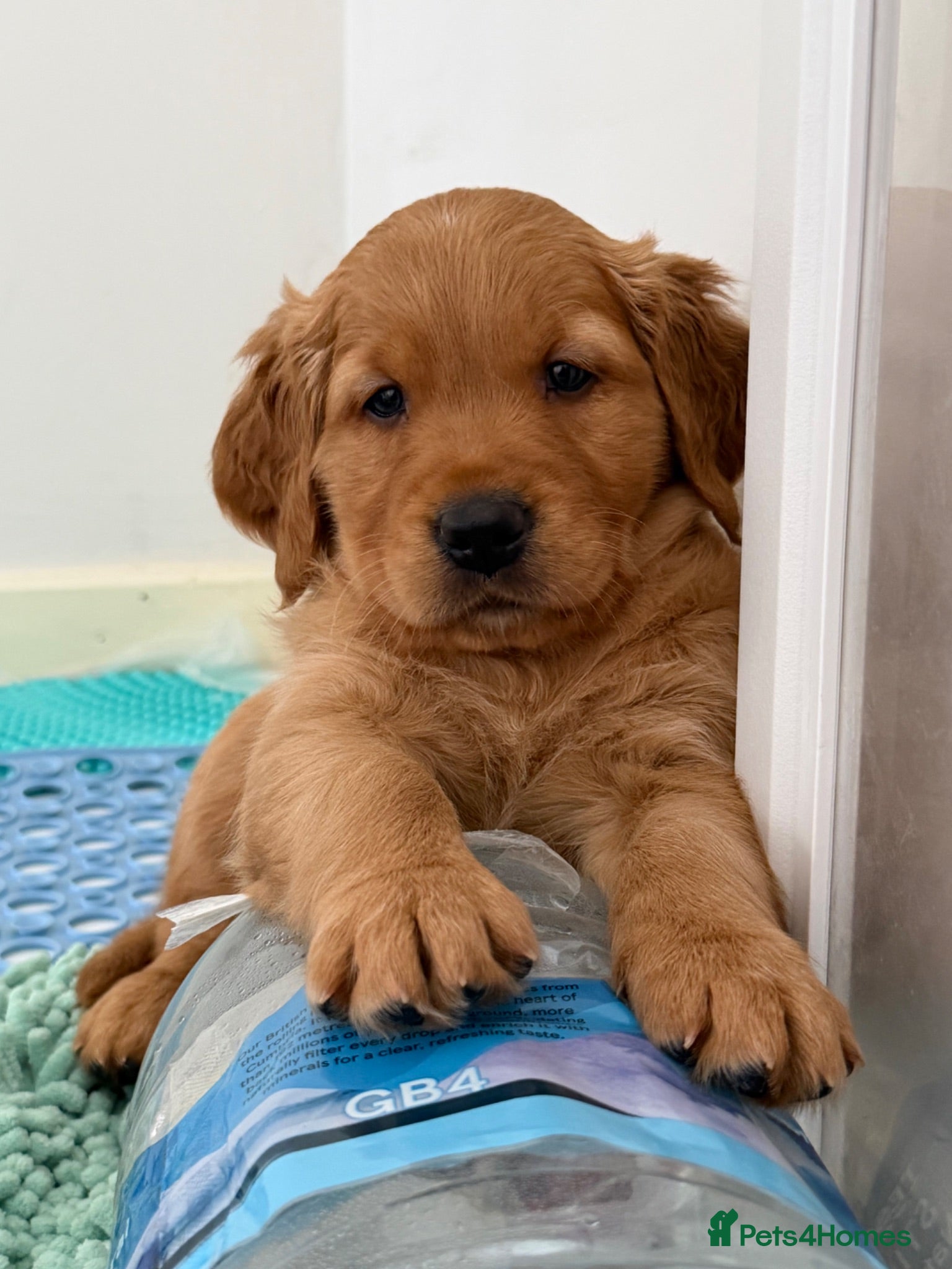 Golden Retriever dogs KC reg working golden retriever gorgeous boys  - Advert 7