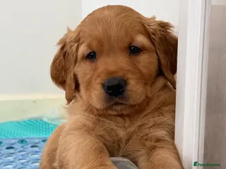 Golden Retriever dogs KC reg working golden retriever gorgeous boys - Advert 7