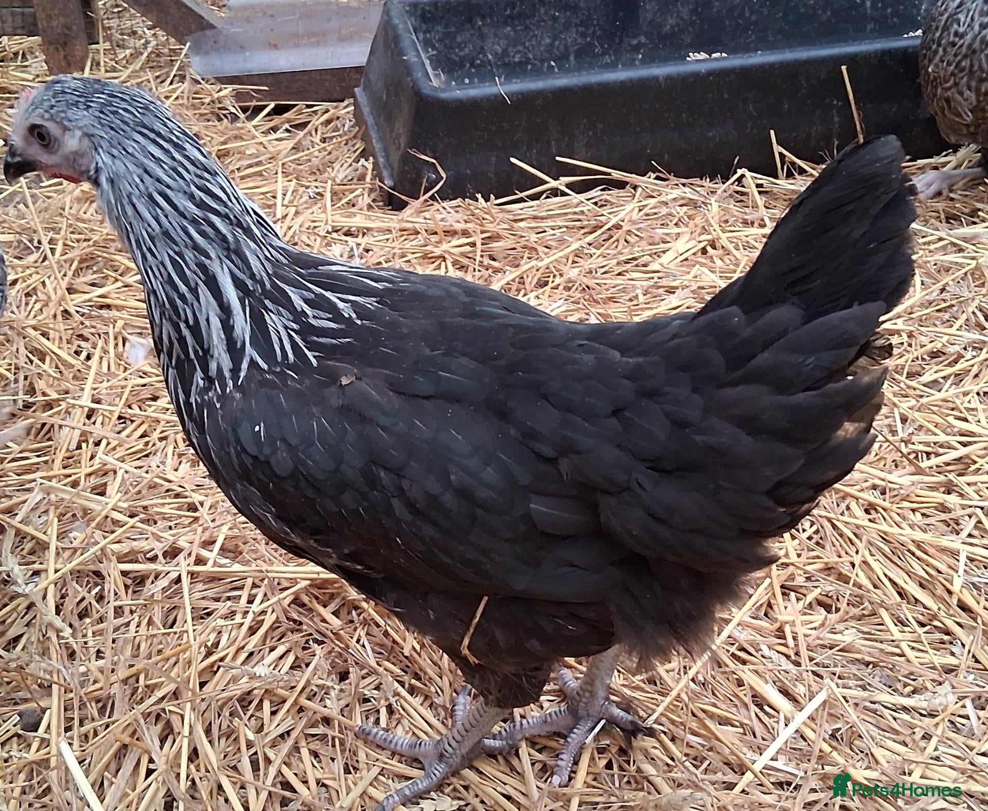 Chickens poultry Coloured hybrids pullets all female  - Advert 2